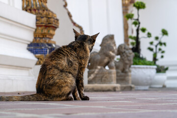 Tortoiseshell Cat Sitting on Temple Floor and Looking Toward Lion Statues