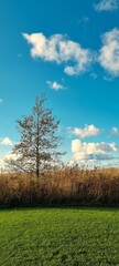Autumn Landscape with Green Grass, Dry Reeds and Bare Tree under Blue Sky in Ainaži, Latvia