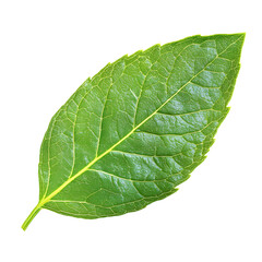 Obraz premium Mint Leaf Clipart: Refreshing Herb Element for Design Projects