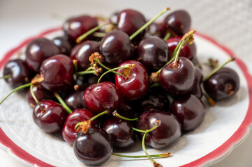 New harvest of fresh ripe dark red cherry berry from Provence, France close up