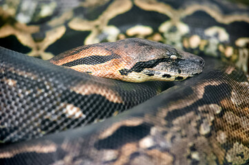 Portrait of a Dumeril's Boa in a vivarium. Acrantophis dumerili, ZooParc de Beauval, Saint Aignan sur Cher, Loir et Cher 41, Région Pays de la Loire, France, European Union, Europe