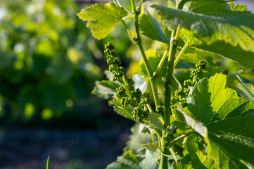 Young bunch of pinot noir grapes growing and forming on branch on grand cru hilly vineyards near village Ay-Champange, Vallee de la Marne, Champagne region, France, row of grape plants