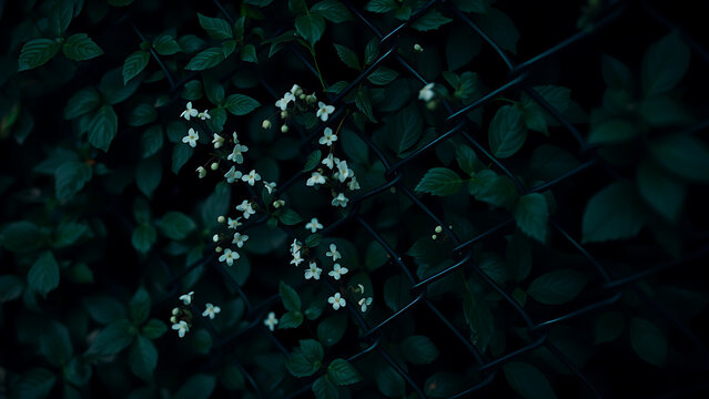 Ethereal white flowers glowing in the dark, emerging through a chain-link fence against a backdrop of lush green leaves.
