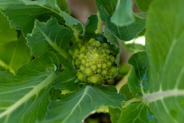 Organic ripe green Romanesco broccoli or Roman cauliflower, Broccolo Romanesco, Romanesque cauliflower growing on field