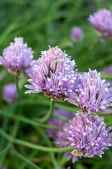 Botanical collection, violet blossom of edible, medicinal, ornamental garden plant Alllium, chive onion plants