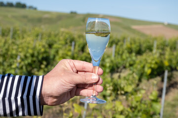 Pouring in glass of white sparkling wine brut, grand reserve, champagne in Ay-Champagne on green hilly vineyards in old wine making village in Vallee de la Marne, Champagne, France