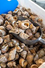 Catch of the day on fist market in Oostende, North Sea, Belgium, fresh Rapa molluscs seafood  close up