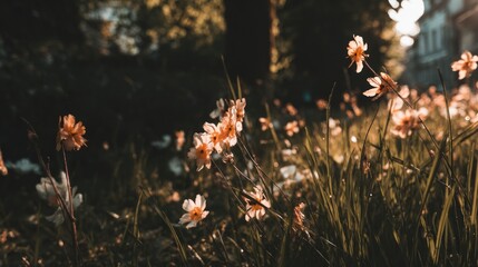 Delicate wildflowers in a grassy meadow bathed in golden sunlight