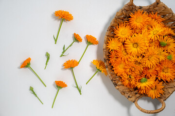 Vivid orange calendula flowers with green stems displayed in a woven basket