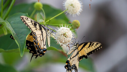 Eastern tiger swallowtail butterflies on a flower