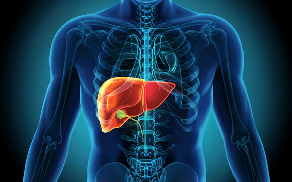 Human liver anatomy with gallbladder in body x-ray illustration.