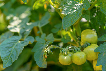 Close-up of a tomato plant with unripe green tomatoes hanging on the vine, showcasing early fruit development in a lush garden setting.