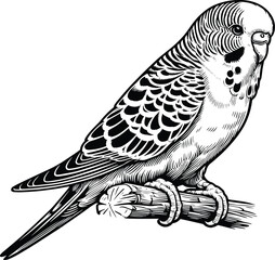 Sitting Budgerigar line art vector illustration isolated on a white background