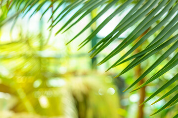 Palm leaves stretch out with sharp green points, set against a softly blurred background. The warm tones and natural textures evoke a calm tropical atmosphere.