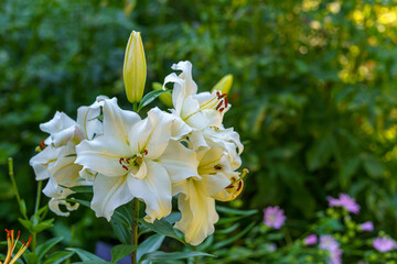 White lilies bloom in a serene garden, surrounded by vibrant greenery and delicate pink flowers. The soft petals and rich colors highlight the natural elegance of the setting.