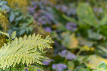 A vibrant fern leaf stands out in the foreground, revealing its delicate structure and fresh green color.