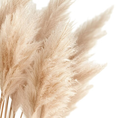 Soft Beige Pampas Grass Plumes Close-Up Detail for Design Projects