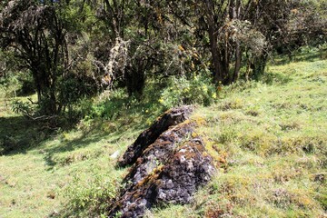 Nature at Ampay National Natural Sanctuary near Abancay in the Peruvian Andes.