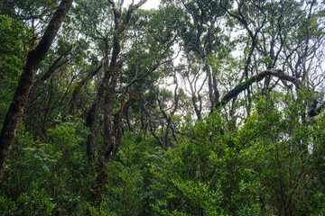 Dense Forest with Tall Trees and Lush Greenery in a Tranquil Setting