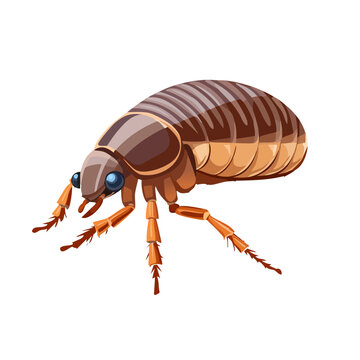 Flea clip art preview
