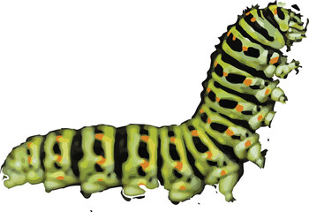 caterpillar on a white background