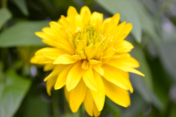 yellow rudbeckia flowers - golden balls