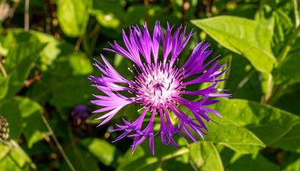 Vibrant Purple Flower Close Up Against Lush Green Foliage