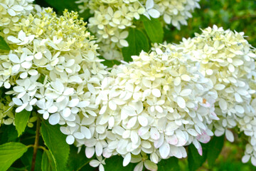 white hydrangea blooms in the garden