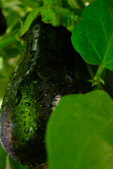 purple eggplant hanging on a bush