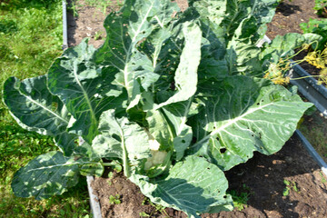 Naklejka premium cauliflower grows in the garden