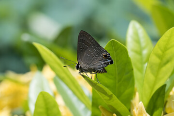 A cornelian butterfly (deudorix epijarbas) on the Chinese ixora leaf.