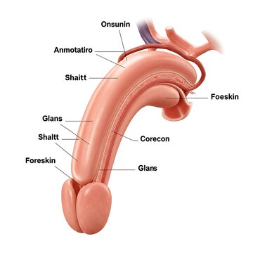Anatomical illustration of the human penis with labels showing its parts