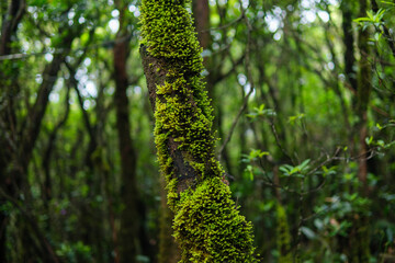 Close-Up of Moss-Covered Tree in a Lush Tropical Forest