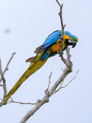 Obraz premium A yellow and blue macaw perched in a tree