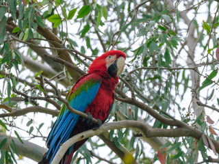 A red and blue macaw perched in a tree