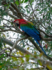 A red and blue macaw perched in a tree