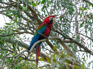A red and blue macaw perched in a tree