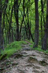 Greenery fills the air with freshness and calm.
