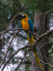 A yellow and blue macaw perched in a tree