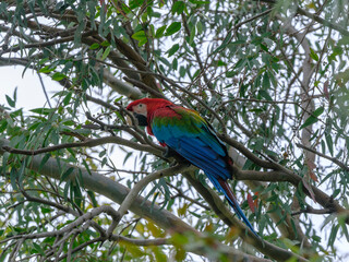 A red and blue macaw perched in a tree