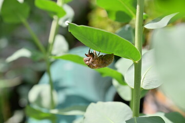 Locust Shell