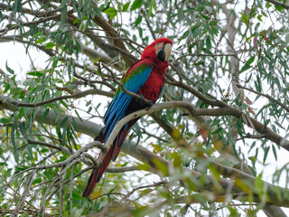 A red and blue macaw perched in a tree