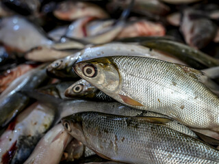 fresh milkfish sell in the local market