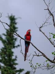 A red and blue macaw perched in a tree