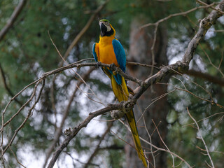 A yellow and blue macaw perched in a tree