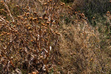 a dried bush of wild and very prickly grass thistle on a hot summer day on the plains of southern Russia