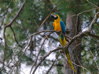 A yellow and blue macaw perched in a tree