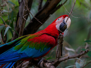 A red and blue macaw perched in a tree © enginakyurt