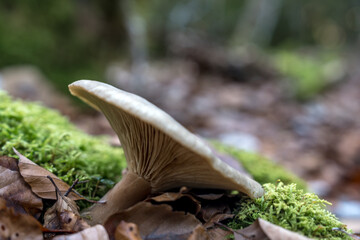 clitocybe nébuleux dans les sous-bois du Royans dans la Drôme., France