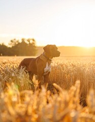 Lone Dog Watching Over a Quiet Sunset Field